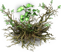 摇钱树 祈福树 姻缘树 圣诞树 荷花 荷叶 植物NPC